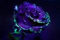 Beautifully romantic bright white rose in UV light