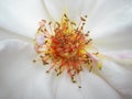 White rose. Macro photo Royalty Free Stock Photo