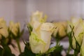 White rose macro photo,focus,bokeh. Royalty Free Stock Photo