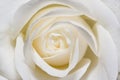 White rose in macro scale Royalty Free Stock Photo