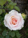 White Rose Mary