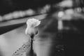 White rose on the 9 11 Memorial north pool