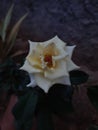 white rose in my garden