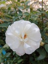 White Rose in my school yard