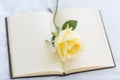 White Rose on open blank Notebook. Royalty Free Stock Photo