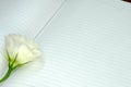 a white rose on an open notebook Royalty Free Stock Photo