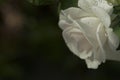 White rose in outdoor garden. Metaphor for gentleness, sophistication, elegance.