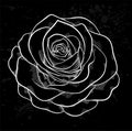 White rose outline with gray spots on a black background. Royalty Free Stock Photo