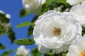 White rose over blue sky Royalty Free Stock Photo