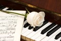 White rose over music sheets Royalty Free Stock Photo