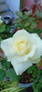 White Rose-Peace of Love