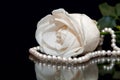 White Rose pearl black background Royalty Free Stock Photo