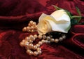 White Rose And Pearls Royalty Free Stock Photo
