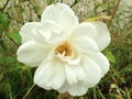 A white rose, in its natural state, perfectly imperfect.