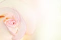 White rose petal edge with pink color for background. Royalty Free Stock Photo