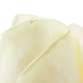 White rose petals Royalty Free Stock Photo