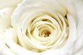 White Rose Petals Close-up