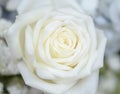 White Rose Petals Close Up