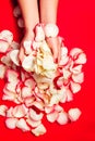 White rose petals in hands of girl on red background Royalty Free Stock Photo
