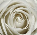 White rose petals texture, close up Royalty Free Stock Photo