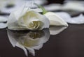 White rose and petals on the water. Aromatherapy and spa concept Royalty Free Stock Photo