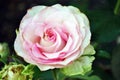 White rose with pink center blooming bud on green bush, petals close up detail, soft blurry bokeh Royalty Free Stock Photo