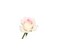 White rose with pink edge and water drops isolated on white background Royalty Free Stock Photo