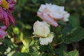White rose pink hues up close b