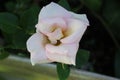 White rose pink hues up close