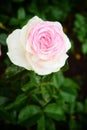 White rose with pink petals edges Royalty Free Stock Photo