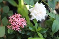 white rose and pink saraca asoca ixora in bloom with bluur background