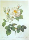 White Rose Pinnate Sepals Rosa alba Regalis Rosier Blanc Royal Illustration Roses Prints Flower Floral Sketch Nature