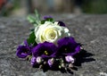 White rose and purple desert lilies or also called prairie bell on stone.