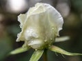 white rose rain drop macro Royalty Free Stock Photo