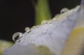 White rose rain drop macro close-up