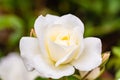 White rose with rain drops