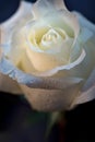 White Rose with Raindrops Royalty Free Stock Photo