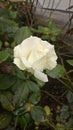 White rose after raining in the garden Royalty Free Stock Photo