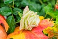 A white rose on red maple leaf, autumn ntural background Royalty Free Stock Photo