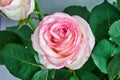 white rose with red and pink edges on a gray background Royalty Free Stock Photo