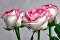 white rose with red and pink edges on a gray background Royalty Free Stock Photo