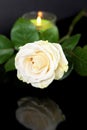 White rose reflected in black surface, burning candle in the background