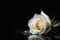 White rose with reflection on a black background Royalty Free Stock Photo