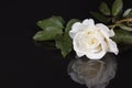 White Rose with Reflection Royalty Free Stock Photo