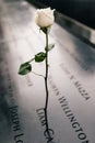 A white rose remembers a deceased in the September 11 terrorist attacks. world trade center in 2012. 9/11