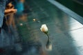 White Rose of Remembrance (Ground Zero) Royalty Free Stock Photo
