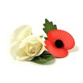 White Rose And Remembrance Poppy Royalty Free Stock Photo