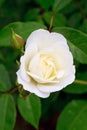 White rose rosebud Royalty Free Stock Photo