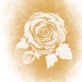 White rose sand  art Royalty Free Stock Photo