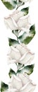 White rose with semi-dry leaves seamless watercolor border Royalty Free Stock Photo